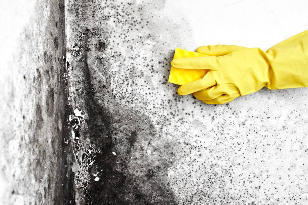 Best Black Mold Remediation in Waverly, TN