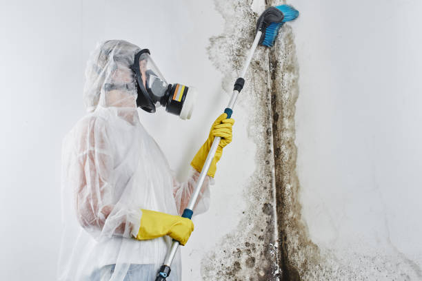 Best Commercial Mold Remediation in Waverly, TN