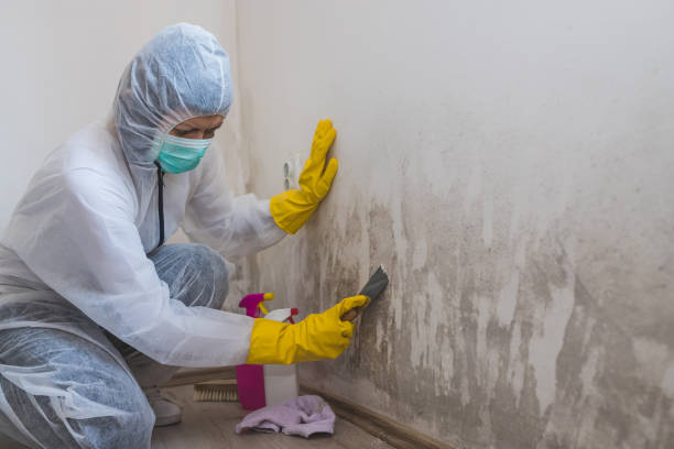 Best Commercial Mold Remediation in Waverly, TN