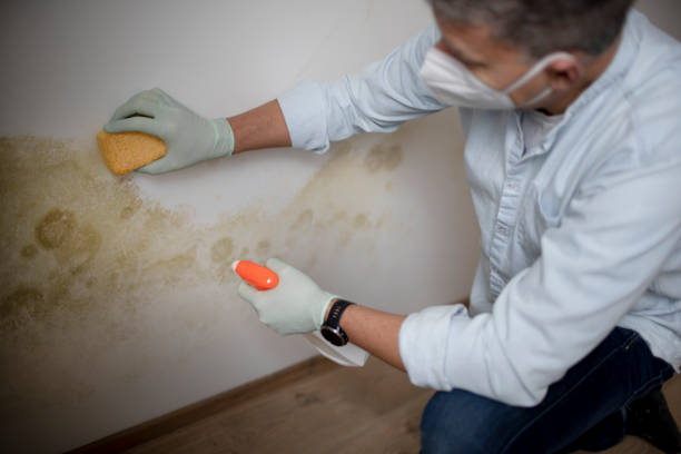 Best DIY Mold Remediation Support Services in Waverly, TN