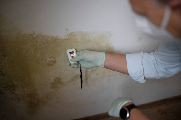 Best Post-Flood Mold Remediation in Waverly, TN