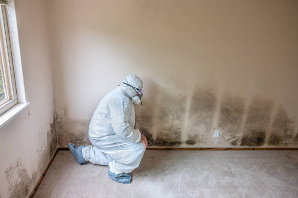 Best Post-Flood Mold Remediation in Waverly, TN