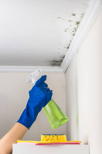 Best Residential Mold Remediation in Waverly, TN