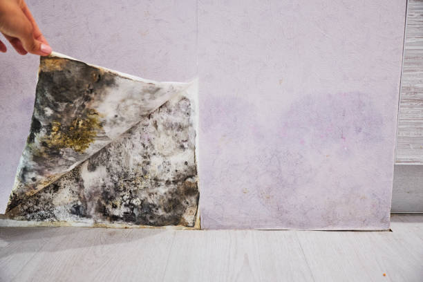 Best Health and Safety Mold Remediation in Waverly, TN